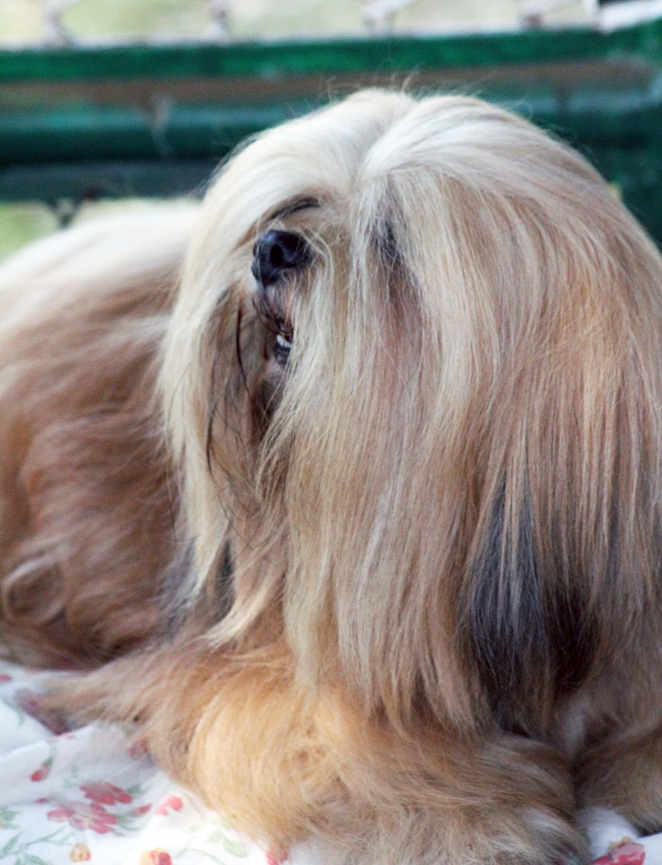 Lhasa Apso photo