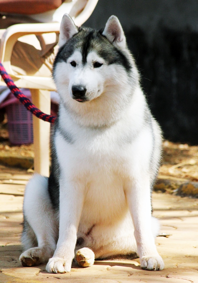 Siberian Husky photo