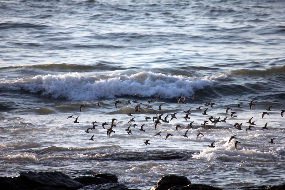 Sea Birds Flying