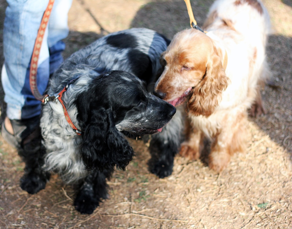 Two Spaniel Dogs photo