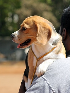 Beagle photo