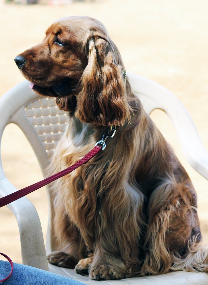 American Cocker Spaniel On Chair