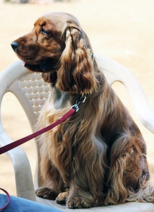 American Cocker Spaniel On Chair