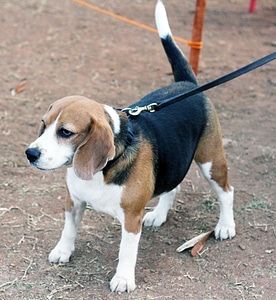 Beagle photo