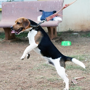 Beagle Dog Jumping photo