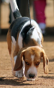 Beagle photo