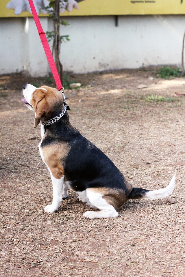 Beagle Sitting Ground