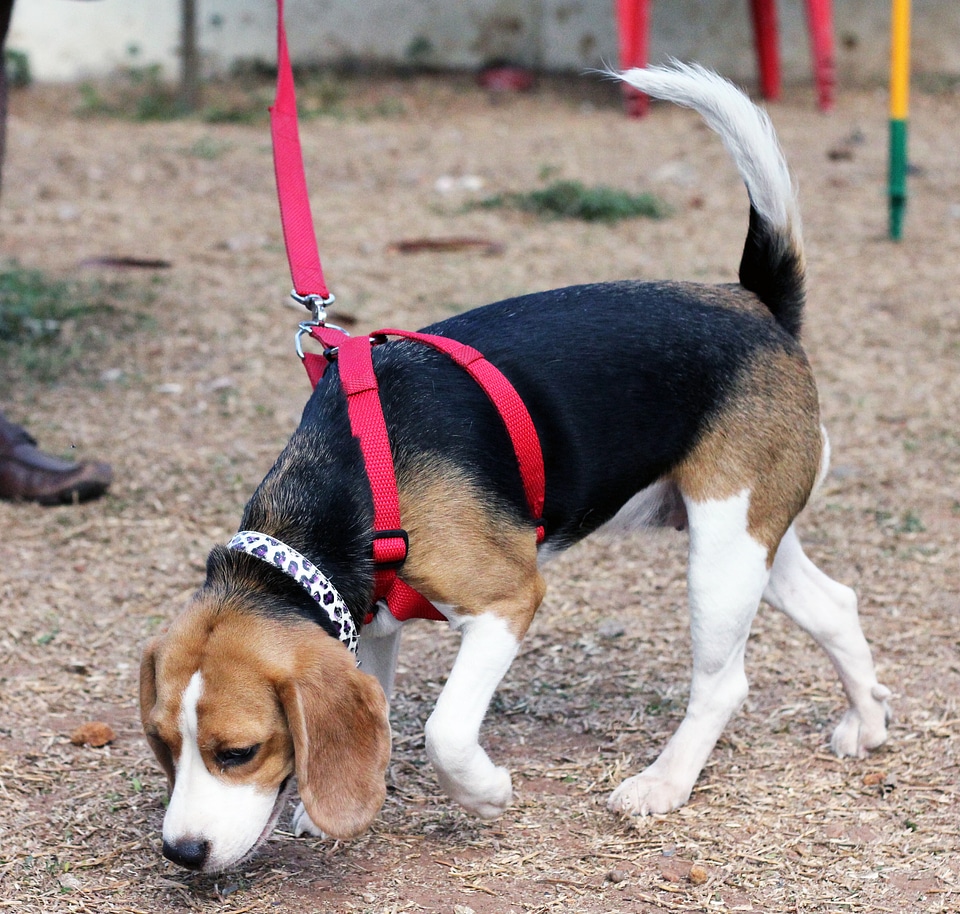 Beagle Smelling Ground