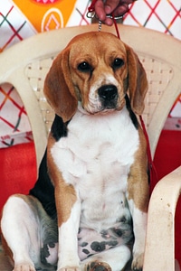 Beagle Sitting photo