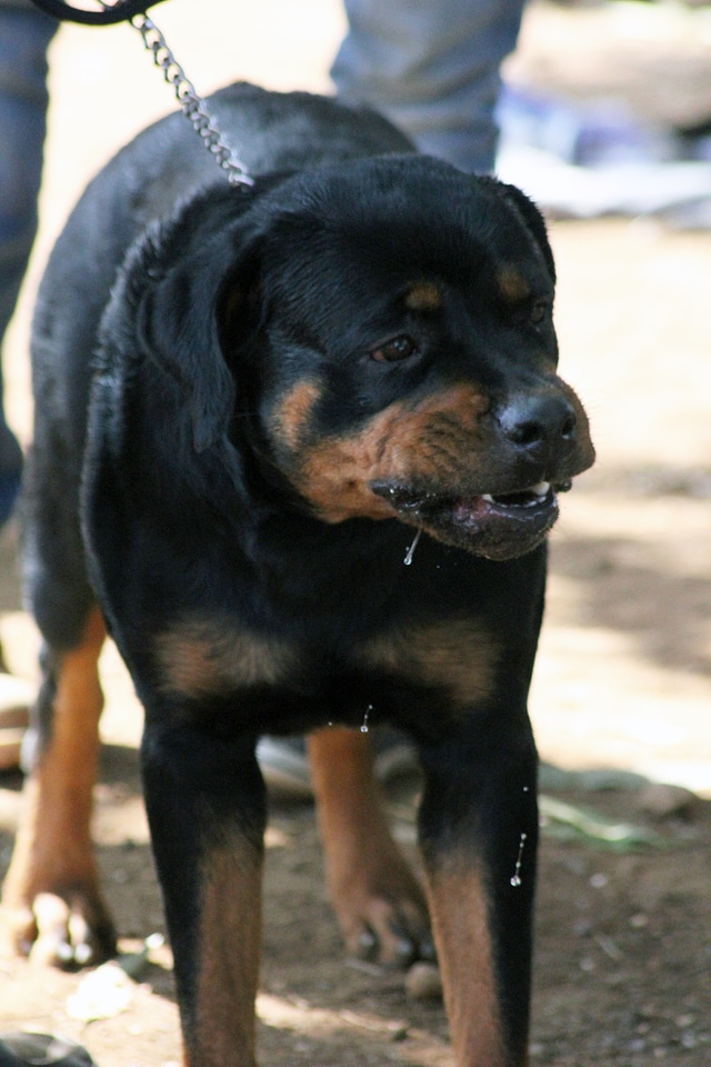 Boxer Black