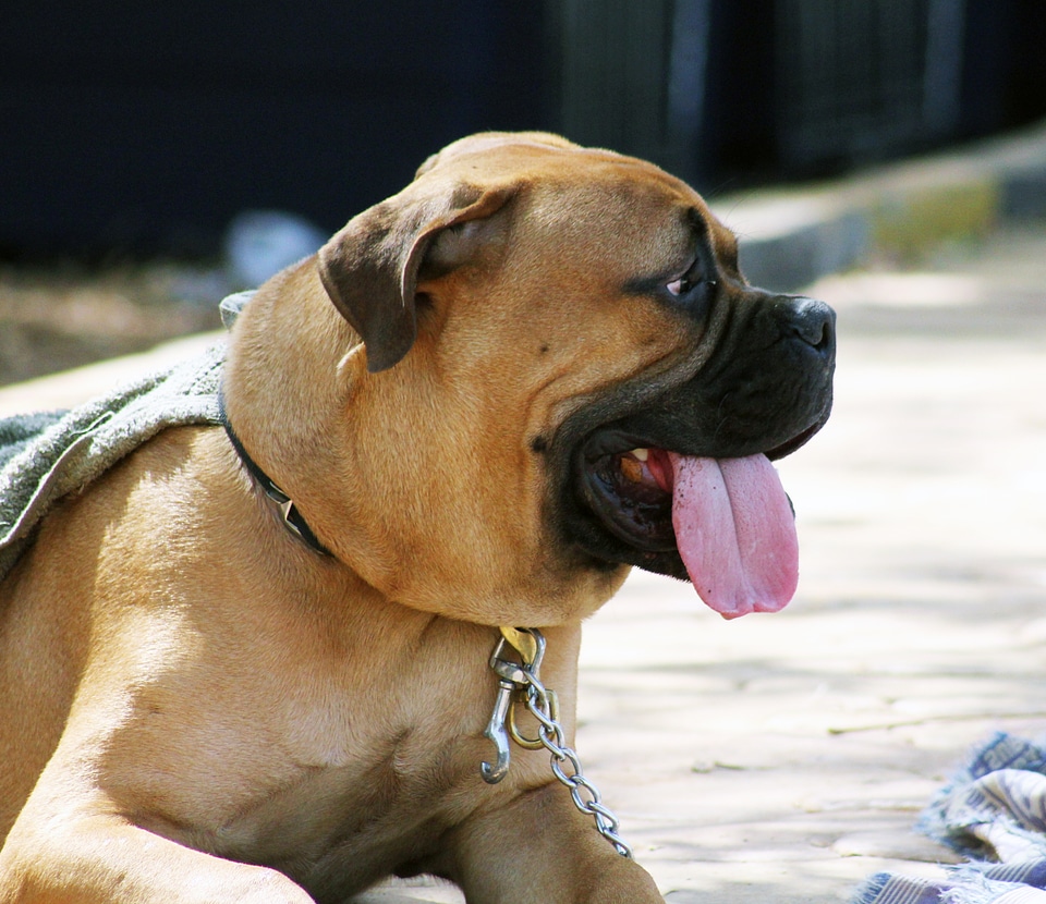 Boxer Sitting Tongue