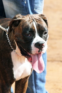 Brindle Boxer photo