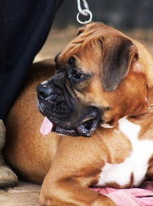 Boxer Sitting Dog photo