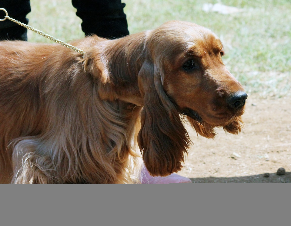 Cocker Spaniel Long Ears