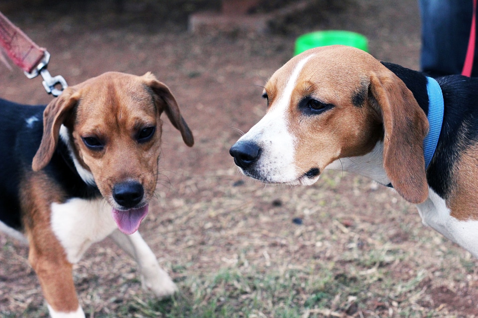 Couple Of Beagle Dogs photo