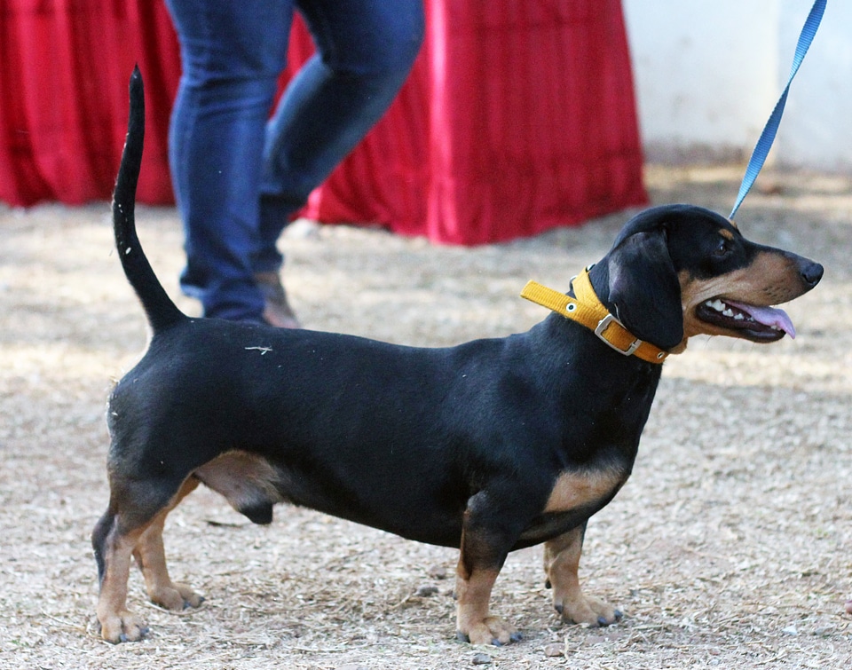 Dachshund Cute Small Dog