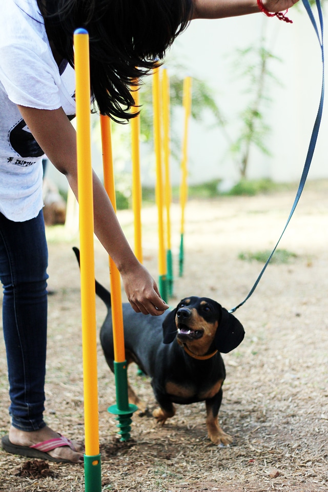 Dachshund Tricks Owner