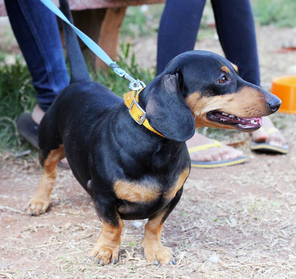 Dachshund Dog Breeds