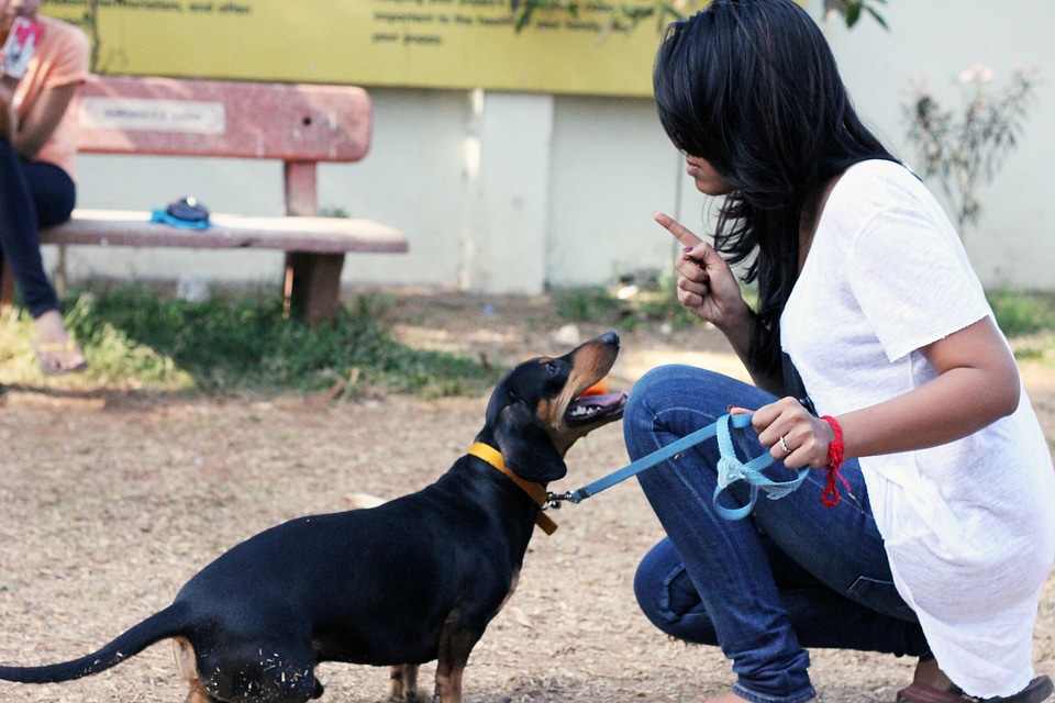 Dachshund Owner Manners