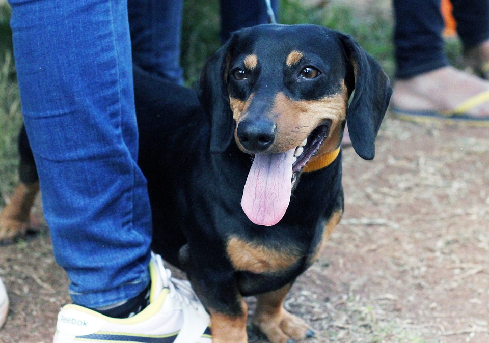 Dachshund With Owner