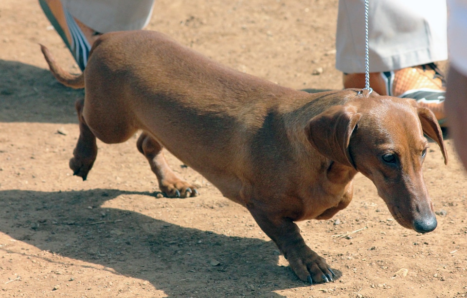 Dachshund Breed Dog