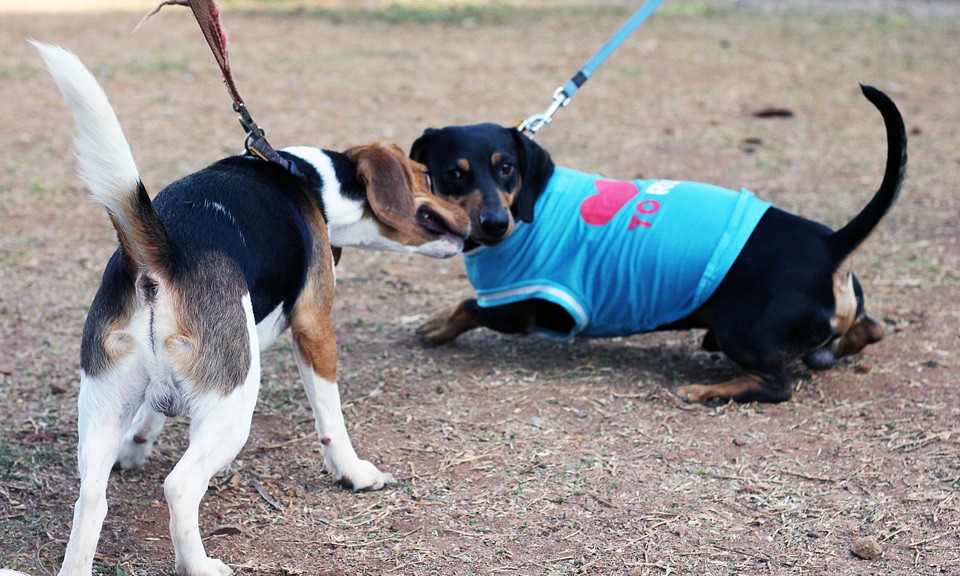 Dachshund Playing photo