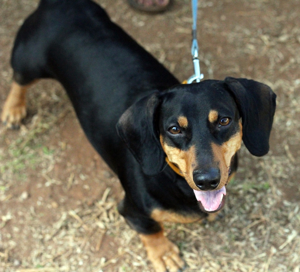 Dachshund Looking At Camera