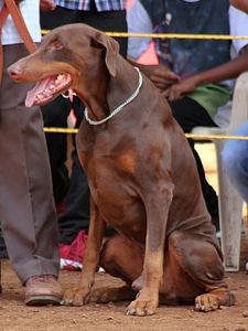 Doberman Dog Breeds photo