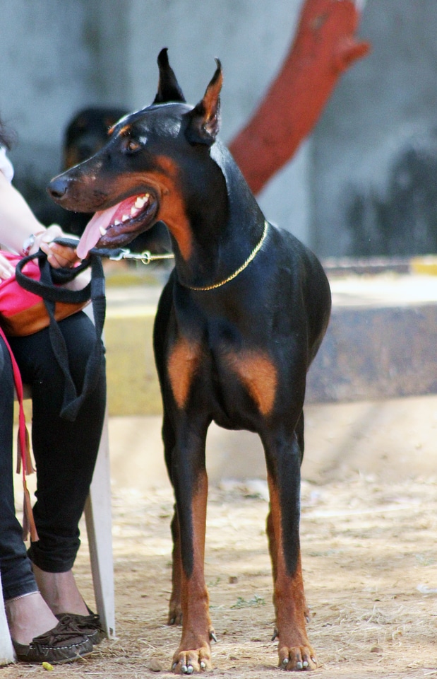 Doberman Pinscher Black