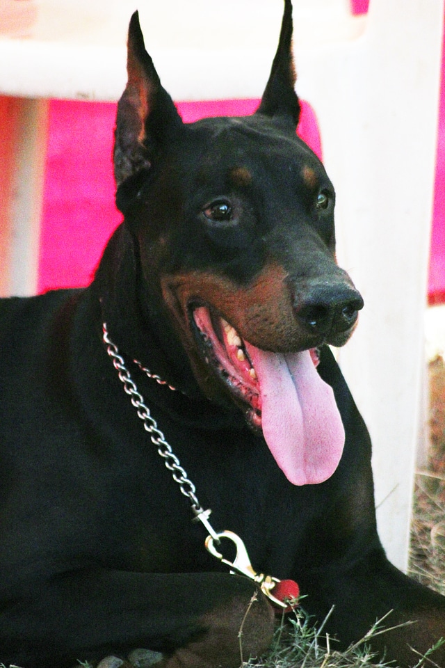 Doberman Pinscher Sitting