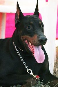 Doberman Pinscher Sitting photo