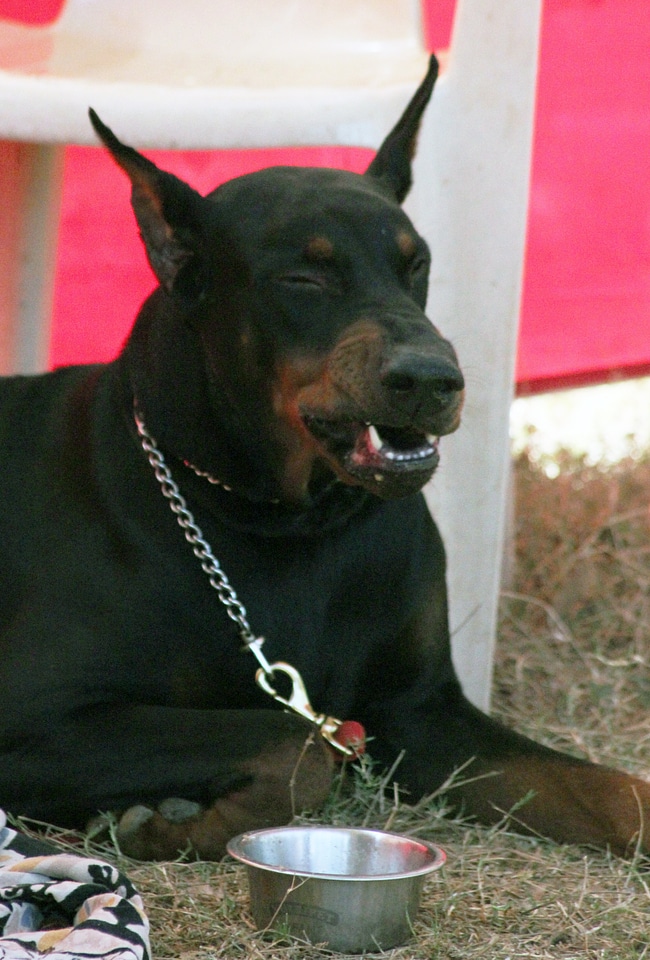 Doberman Pinscher Ground