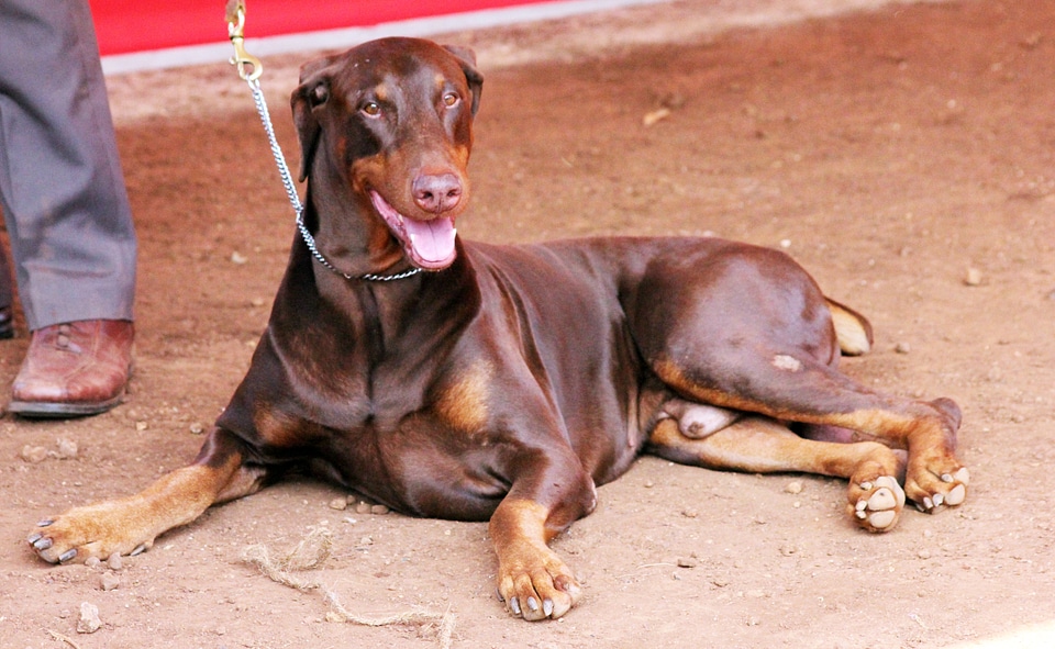Doberman Sitting Ground