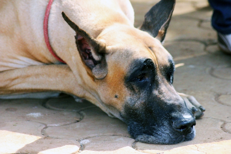 Dog Breeds Great Dane