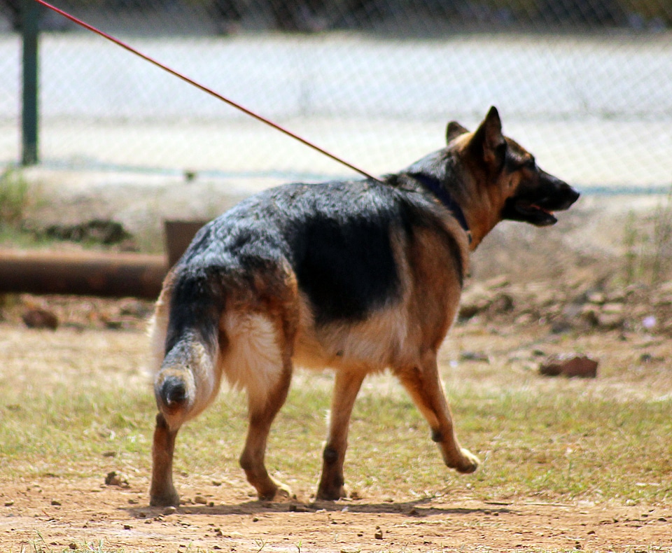 German Shepherd Leash