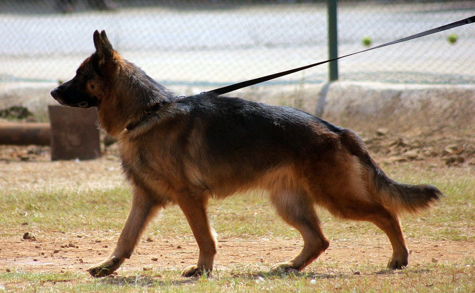 German Shepherd Walking