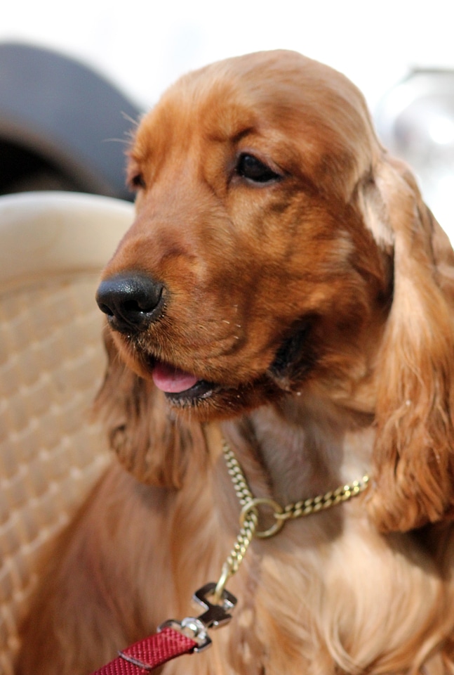 Golden American Cocker Spaniel