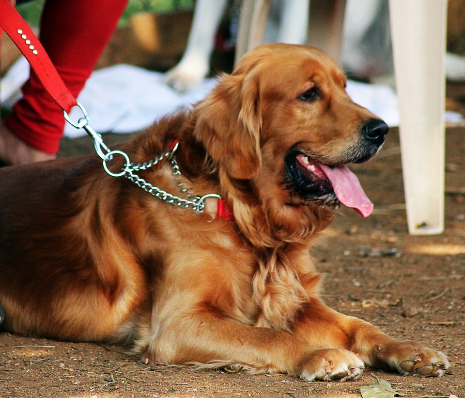Golden Retriever Sitting