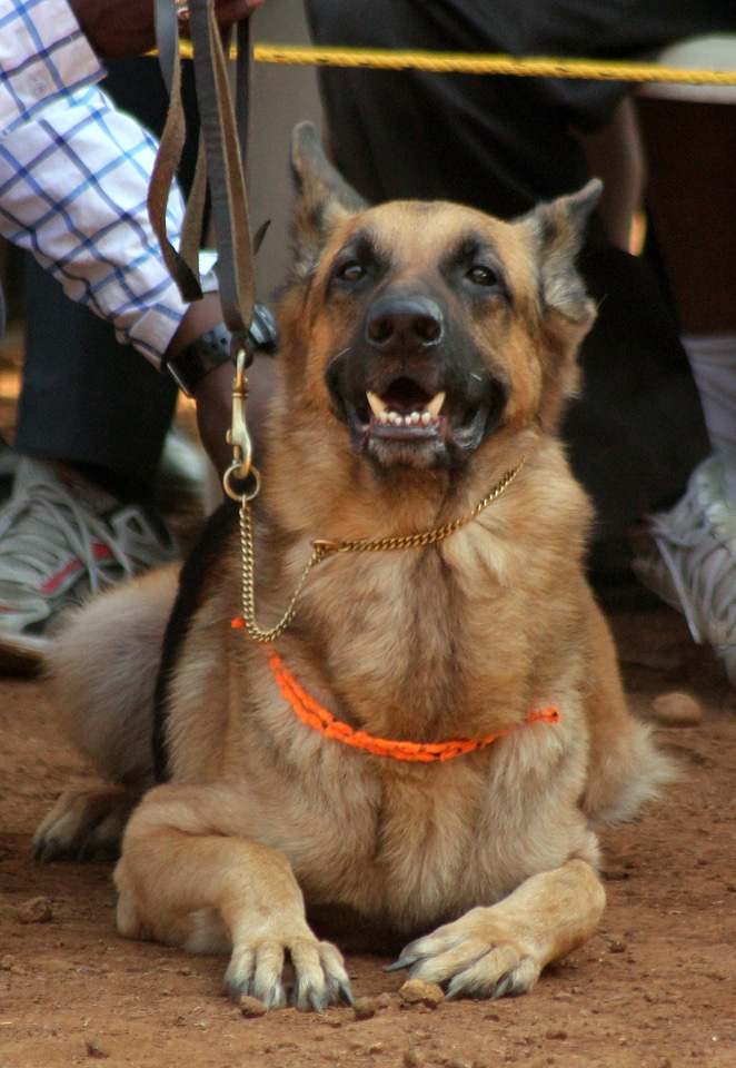 German Shepherd Dog Sitting