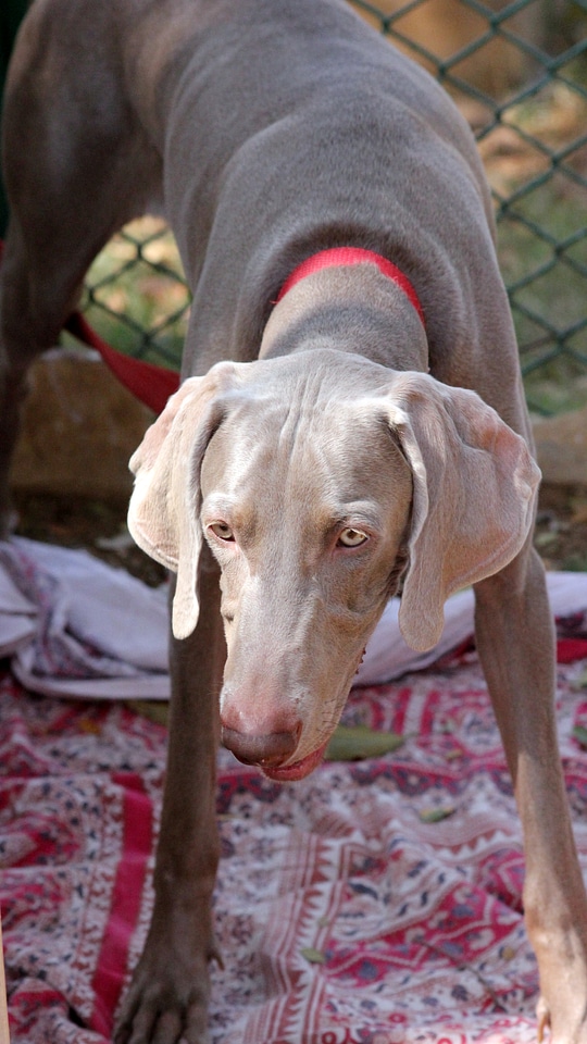 Gray Dog