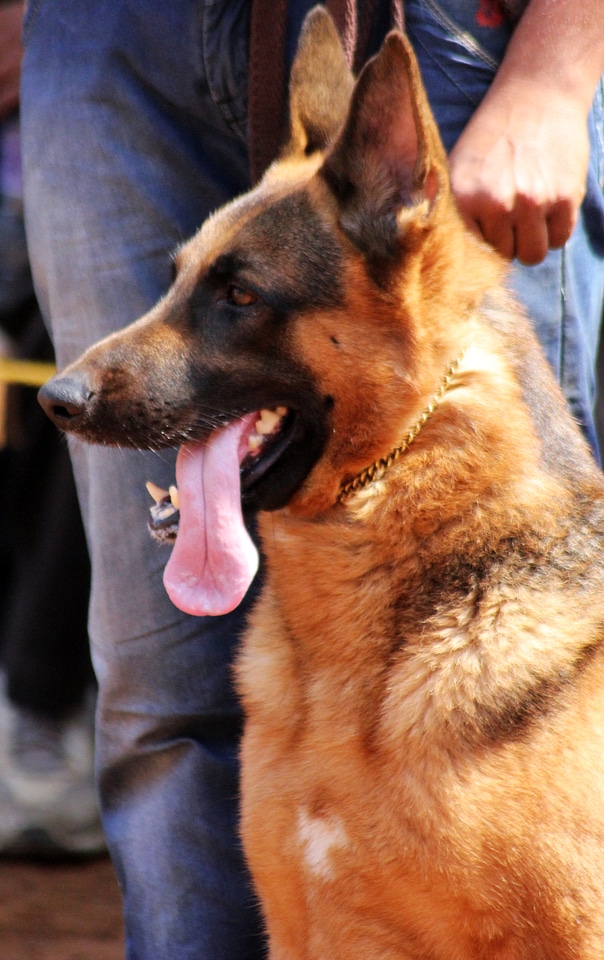 German Shepherd Side