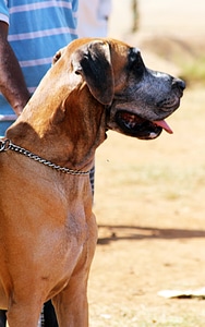 Great Dane Dog photo