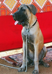 Great Dane Big Dog photo
