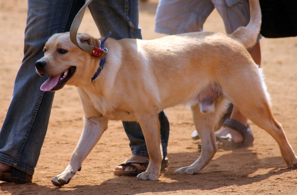 Labrador Cream Golden