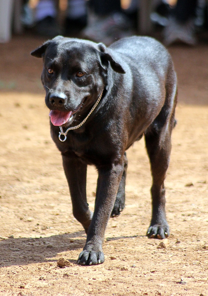 Labrador Dog