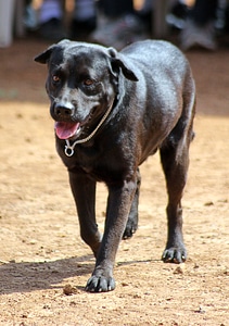 Labrador Dog photo