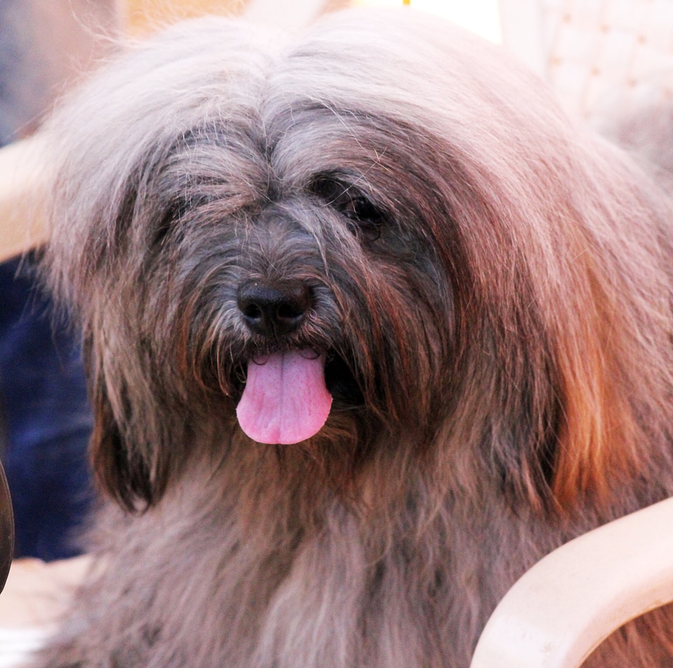 Lhasa Apso photo