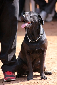 Labrador Sitting On Ground