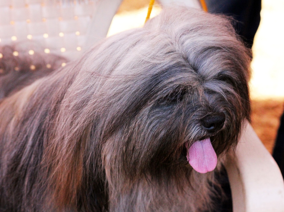 Lhasa Apso photo