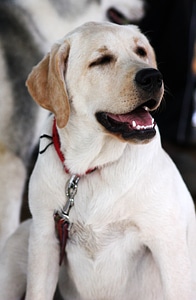 Labrador White Dog photo